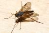 Rhagio vitripennis